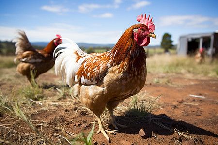 田园农场的鸡背景图片