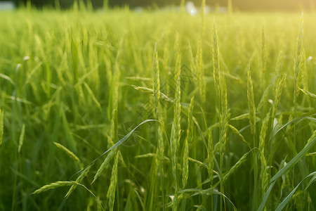 小满麦子绿色的田野背景