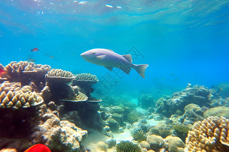 珊瑚和鱼群背景图片