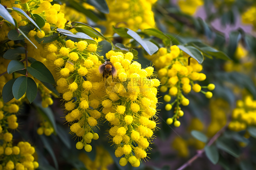 蜜蜂留恋于黄色花朵间图片