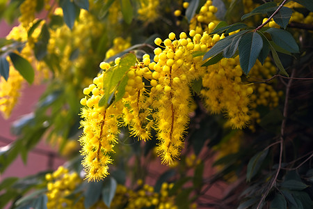 盛开的黄色花朵（广告传媒）背景图片