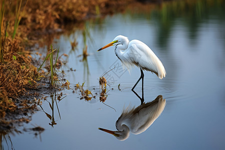 水鸟素材静谧湖水中的倒影背景