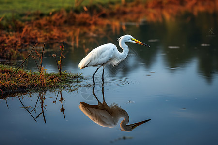 水中静立的白鸟背景图片