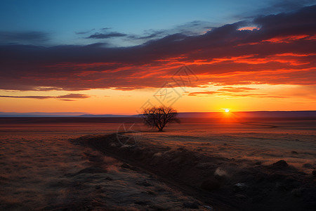 孤树与日出背景图片