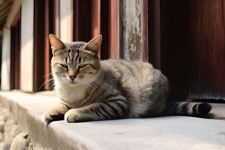 单独伫立的猫咪背景图片