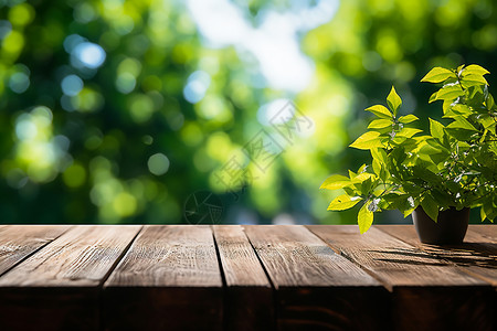 青绿背景木桌上翠绿的植物背景