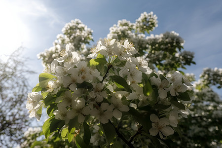 绿叶下的百花背景图片