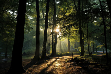 晨曦中的森林背景图片