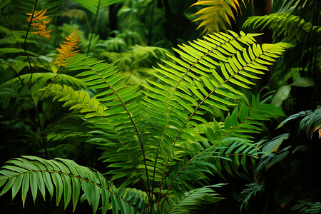 翠绿森林中的蕨叶背景图片