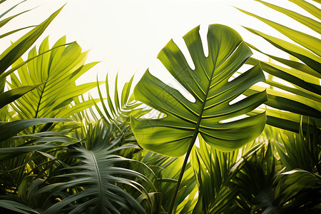 棕榈热带风情的叶子背景