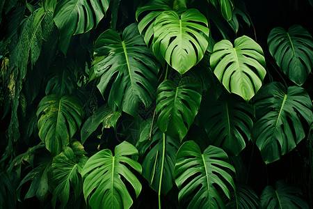 翠绿的植物背景背景图片