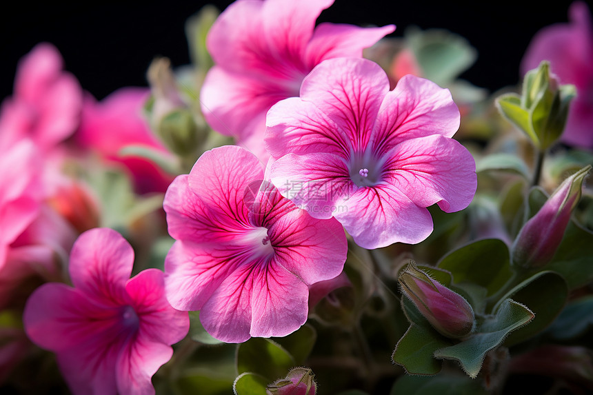 美丽盛开的粉色鲜花图片