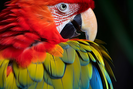 野生的彩色鹦鹉鸟类背景