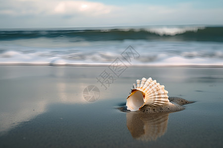 海边的海螺背景图片