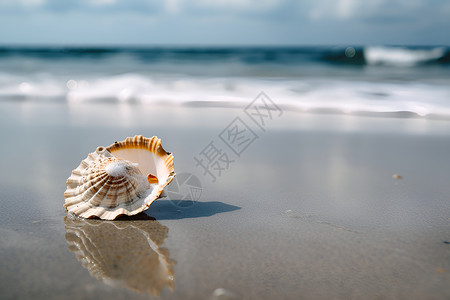 沙滩上海螺背景图片