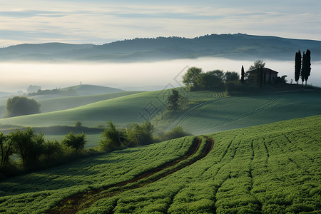 乡村的茶叶茶园背景图片
