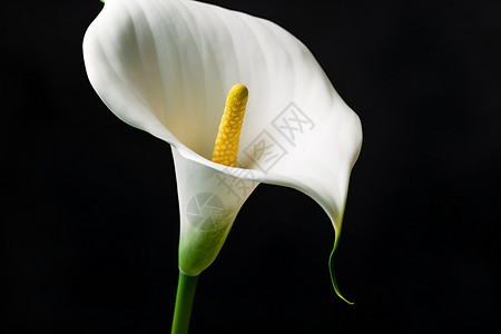 白色马蹄莲背景图片