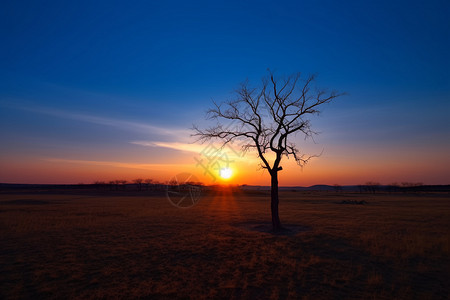 夕阳时草原中的树木背景图片