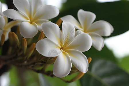 清纯白色鸡蛋花白花盛开背景