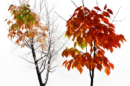 秋天树枝上的红叶背景图片