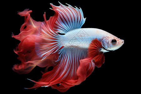 红白色的鱼背景图片