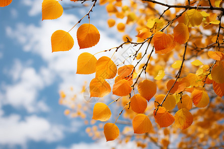 金秋的树叶枯黄的植物高清图片