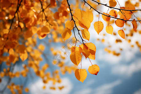 秋日的枯叶背景图片