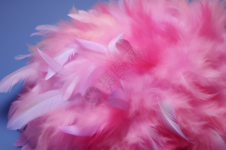 粉色的羽毛背景图片