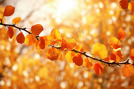 秋日的金枝背景