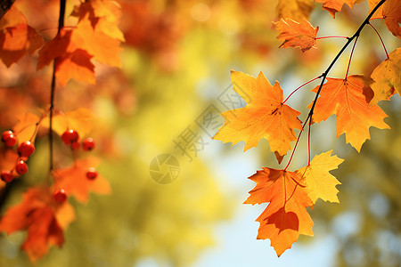 秋天的枝叶背景图片