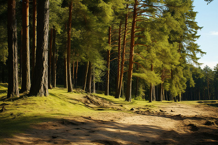 青山绿水的林间背景图片