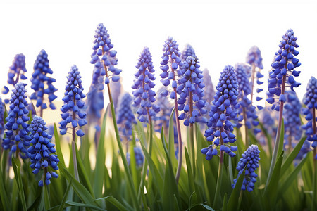 春天初绽的蓝色背景图片