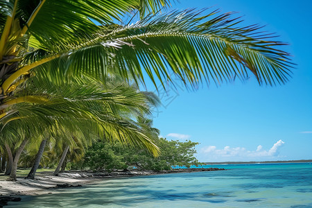 海边椰树与碧蓝海水的美景背景图片