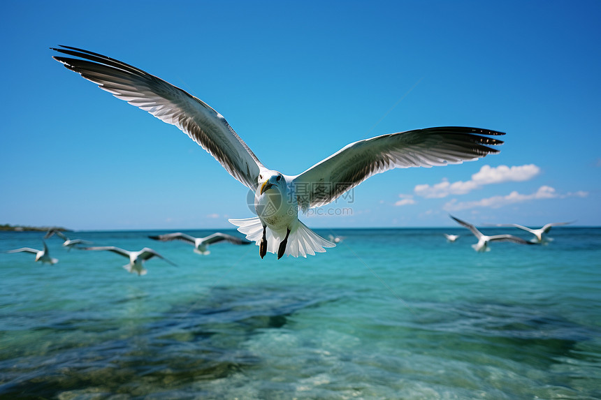 自由翱翔的海鸥图片