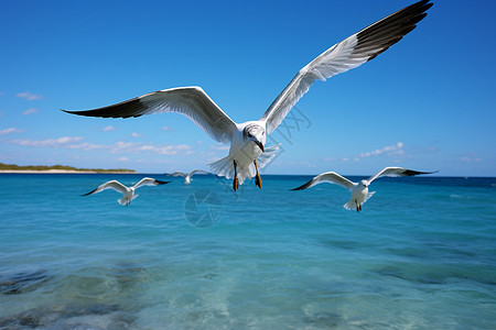 大海上海鸥大海上翱翔的海鸥背景