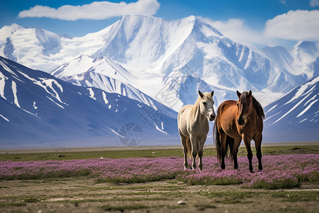 草地上的马儿背景图片