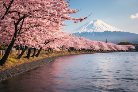 樱花树木旁的湖泊背景图片