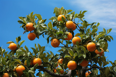 养殖的水果橙子背景图片