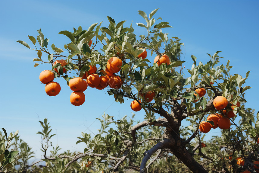 树木上生长的橙子图片