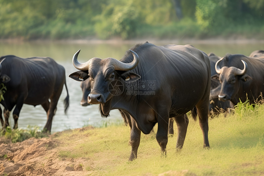 草地上的野生牛群图片