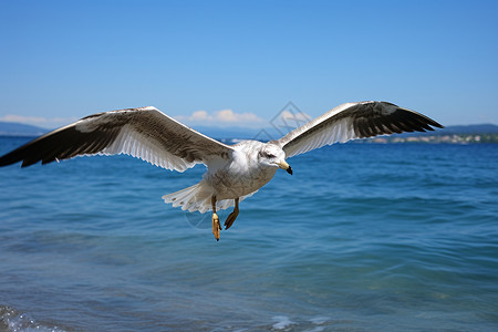 翱翔蓝天海边的海鸥背景图片