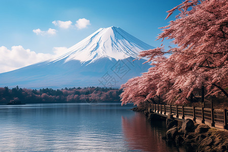 樱花雪山冬日富士雪山映湖背景