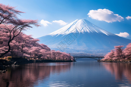 美丽的樱花和富士山背景图片