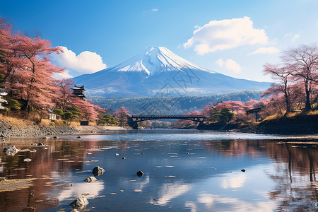 富士山下的樱花背景图片