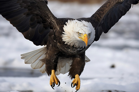 冬日展翅飞翔的雄鹰背景图片