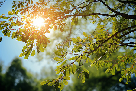 阳光照耀下的枝叶背景图片