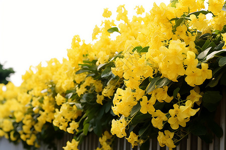 黄色花朵的墙壁背景图片