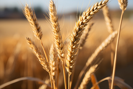 成熟的麦子背景图片