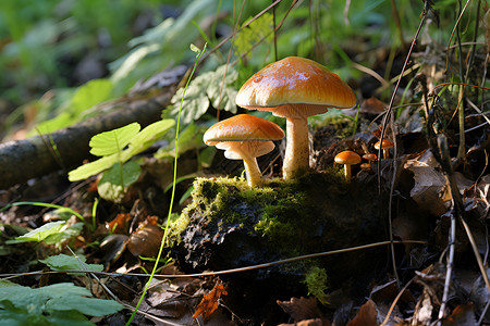 野外的蘑菇背景图片