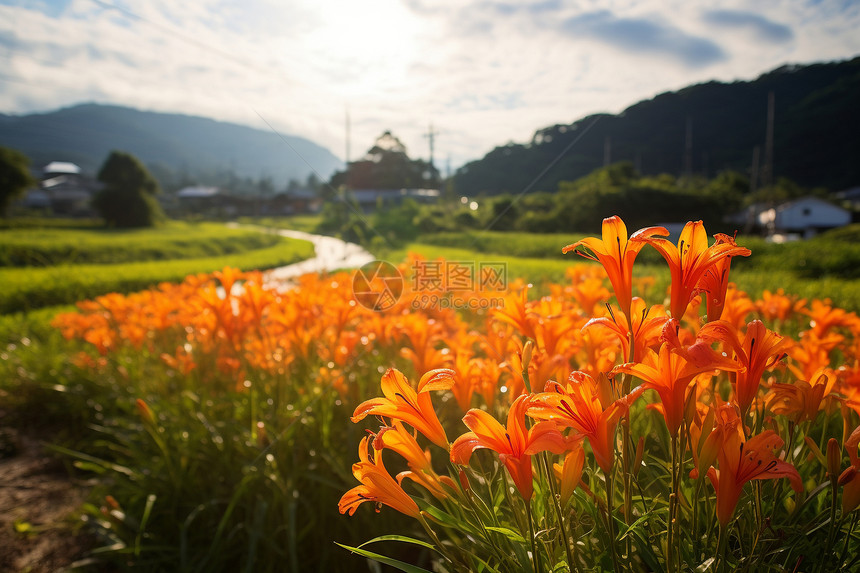 山野中的植被图片